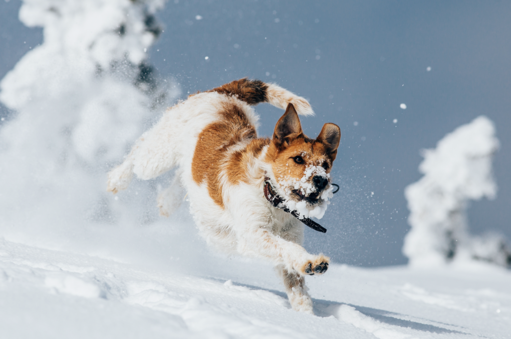 Red and white dog running through snow